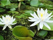 Nghiên cứu và phát triển sản phẩm trà hoa súng
